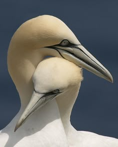 a close up of a white bird with a long beak