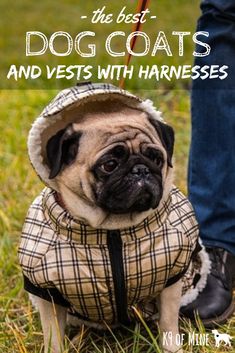 a small pug wearing a coat with the words, the best dog coats and vests harnesses