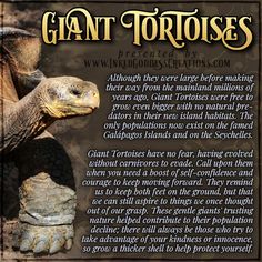 an image of giant tortoises with caption in the bottom right hand corner