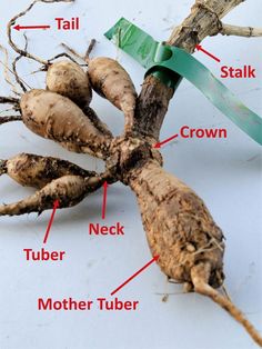 the root structure of a ginger plant with labels on each end and labeled parts labelled