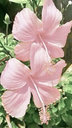 two pink flowers with green leaves in the background