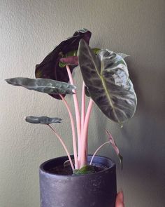 a hand holding a potted plant in front of a wall