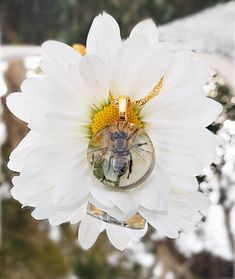 a white flower with a bee on it