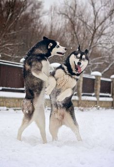 two husky dogs playing in the snow with each other's head above their mouth