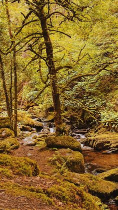 a stream running through a forest filled with lots of green trees and moss covered rocks