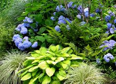 blue and green plants in a garden with lots of greenery on the side walk