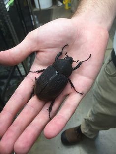 a black beetle sitting on top of a persons hand