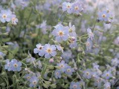 small blue flowers are growing in the grass