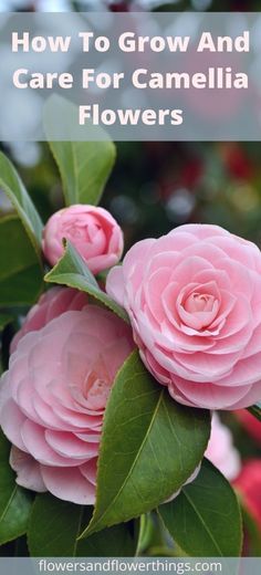 pink flowers with the words how to grow and care for camellia flowers on it