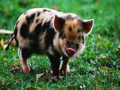 a small pig standing on top of a lush green field