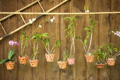 there are many potted plants hanging on the wall in front of a wooden fence