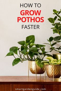 three potted plants sitting on top of a wooden table next to a white wall