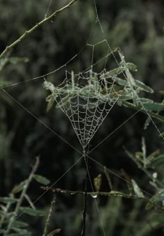 a spider web hanging from a tree branch