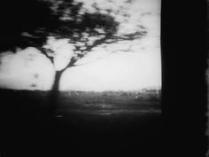 a black and white photo of a tree