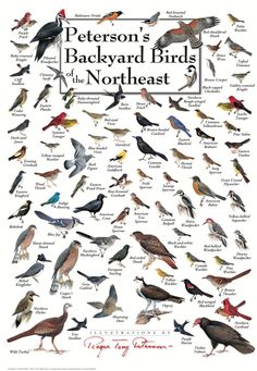 a poster with different kinds of birds on it's sides and the names of each bird