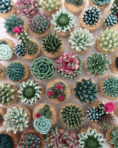 cupcakes decorated with succulents are arranged in a circle on a table