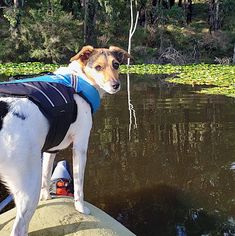 a dog wearing a life jacket standing on the edge of a boat