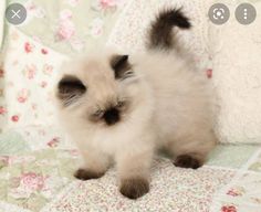 a small white kitten walking across a bed