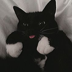 a black and white cat laying on top of a bed with its tongue hanging out