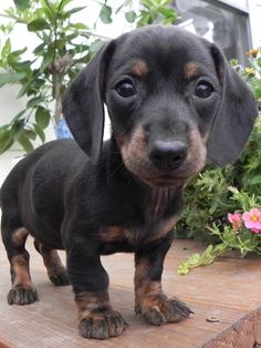 a small black and brown dog standing on top of a wooden table next to flowers