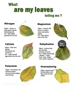 what are my leaves telling me? info poster by the nature conserences