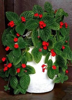 a potted plant with red flowers and green leaves