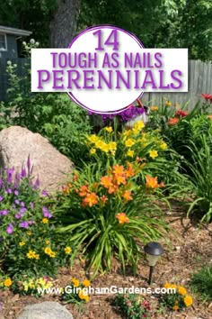 Tough As Nails Perennial Garden, Drought Tolerant Flowers Perennials, Easy Perennials Landscaping, Perennial Gardens Full Sun, Perennial Flowers Around Tree, Hardy Plants Outdoor Drought Tolerant, Full Sun Front Garden Ideas, Perennial Full Sun Garden Plans, Sun Tolerant Plants Landscapes