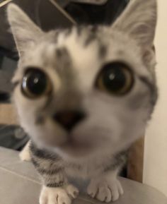 a cat is looking at the camera while sitting on top of a chair with it's eyes wide open