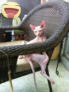 a hairless cat sitting in a wicker chair with an emoticive expression