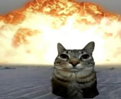 a cat sitting in front of a large explosion with it's eyes wide open