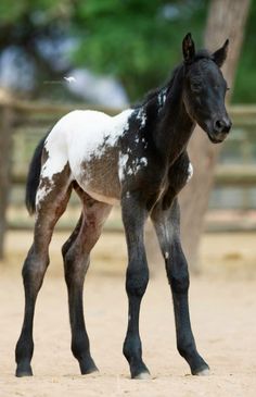 a small horse standing on top of a dirt field