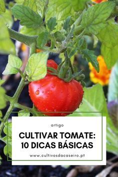 a close up of a tomato plant with the words cultivar tomatoe 10 dicas basicas