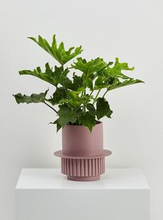 a potted plant sitting on top of a white shelf next to a pink vase