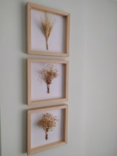 three framed pictures with dried flowers in them hanging on the wall next to each other