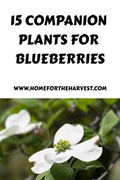 some white flowers with green leaves and the words 15 companion plants for blueberries on it