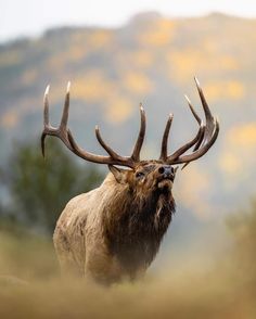 an elk with large antlers standing in the grass