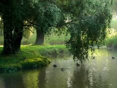 some ducks are swimming in the water near trees and grass, while another duck is on the bank