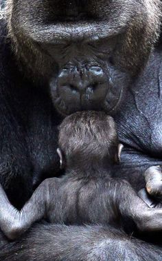 an image of a baby gorilla being held by its mother