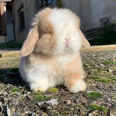 a brown and white bunny sitting on the ground