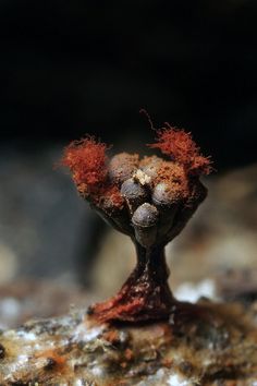 an odd looking plant with red hair growing out of it's head on top of some rocks