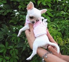 a person holding a small white dog wearing a pink sweater in their hands with bushes and flowers behind them