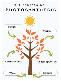 the process of photosyntheism poster with an image of a tree and leaves