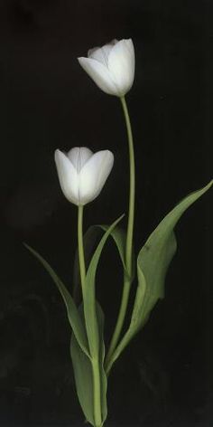 three white tulips with green leaves on a black background