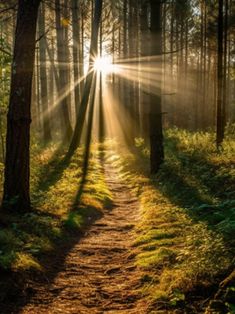 the sun is shining through the trees in the forest