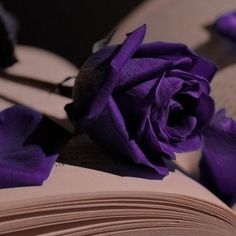 a purple rose sitting on top of an open book