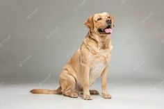 a brown dog sitting on top of a white floor