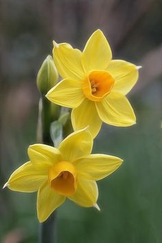 two yellow daffodils are blooming in the garden