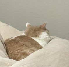 a cat laying on top of a white pillow