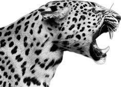 a black and white photo of a cheetah with it's mouth open