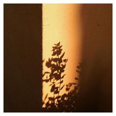 a plant casts a shadow on the wall